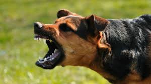 50 thousand stray dogs spreading terror in the streets of Doon